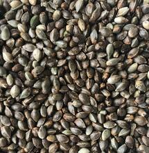 Is It Better to Use Cannabis Seed or Clones?