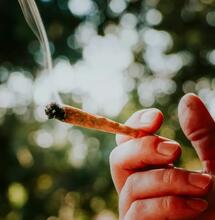 In Kanada gibt es geruchloses Cannabis 