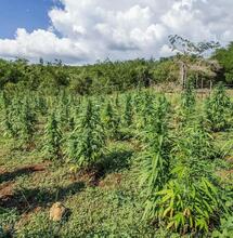 Hemp Plant vs. CBD Plant: Understanding the Difference
