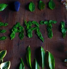 Industry Impact: Is cannabis bad for the environment?