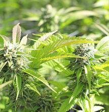 Learn when your cannabis is ready for harvest with steps for cutting plants, setting up proper drying rooms, and glass jar curing for peak potency.