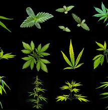 Las favoritas de Germinia