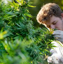 Natural fight against smell