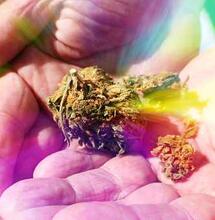 El Banco de Semillas de Cannabis Más Antiguo del Mundo Rinde Homenaje a la activista francesa de 73 años con su propia variedad