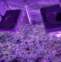 ¿Por qué elegir un cultivo de interior?