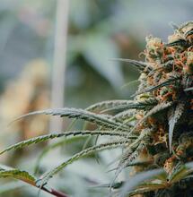 Crystal Candy F1 Fast Version®