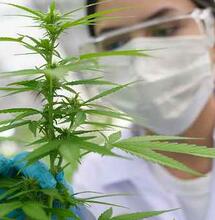 La marihuana y pacientes oncológicos