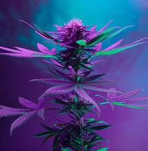 Yo se la planto, usted se la fuma