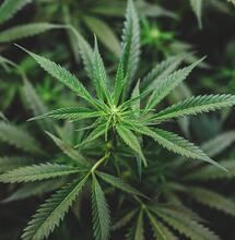 Medical Cannabis Bike Tour Arrives in Bologna With Exciting News