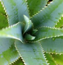 Aloe vera protegge la cannabis