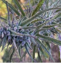 Jadam farming per un'agricoltura organica low cost 