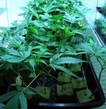 jak na klonování konopí