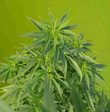 Winnaars Highlife Cup 2017