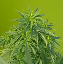 Cannabis rico en CBD; patadas de realidad