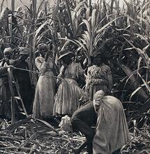 Jamaica, donde la planta se hizo dios