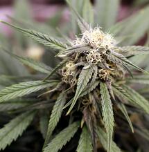 Good Ganja Sense. Foto Jamie Edwards