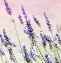 Qué pasa cuando fumas lavanda y cannabis juntos