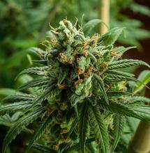 Cannabis: cause e rimedi per guarire le piante morenti