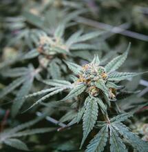 Westworld - Briljante science fiction Western