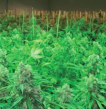 Op weg naar een duurzaam cannabisbeleid - Join us