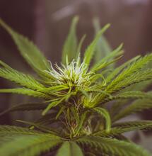 Cannabis y calidad: importancia terapéutica