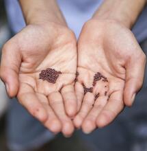 Foto Joshua Lanzarini