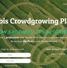 Juicy Fields mediwiet scam: fraudebedrag loopt op