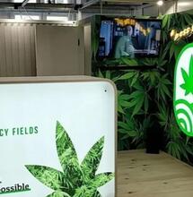 Juicy Fields: l'ex amministratore delegato si dichiara innocente