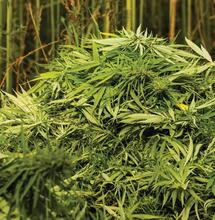 Rahm Backs Smaller Penalties for Chicago Pot Users