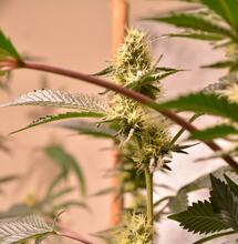 Calcula el costo eléctrico cultivo interior de marihuana.