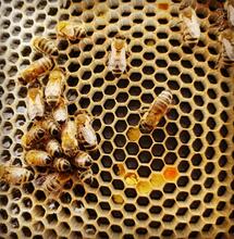 Apiterapia y cannabis: el poder curativo de las abejas