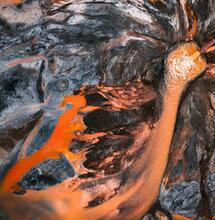 Konopí by mohlo vyčistit toxickou půdu