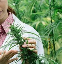 Reakce konopného byznysu!