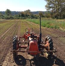 Konopie bogate w CBD – twarda rywalizacja