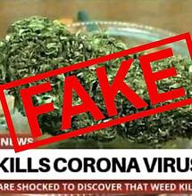 Konopie w czasach zarazy