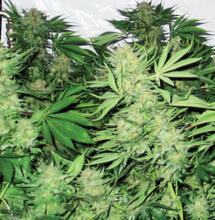 Rapport toekomstscenario’s: reguleren, gedogen of verbieden