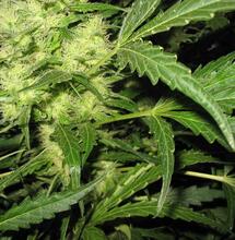 Thuiskweker Jan: ‘Bij legalisatie laat ik me niet registreren'