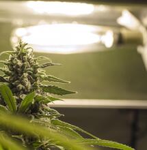 Politie verliest zicht op wietkwekerijen