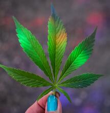 Addio hippies e Bob Marley: è arrivata  una nuova estetica per la cannabis