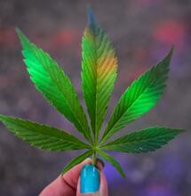 La-Feria-del-Cannabis-más-grande-de-Europa