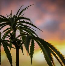Welches Cannabis eignet sich am besten für Textilien oder Hautpflegeprodukte?