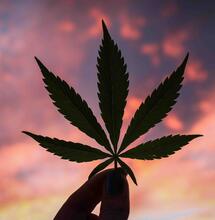 La mejor manera de germinar semillas de cannabis