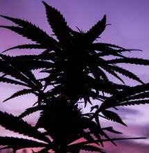 UP presenta propuesta de ley para regular el cannabis