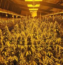 Cannabis, miglioramento genetico e l'importanza dell’artigianato.