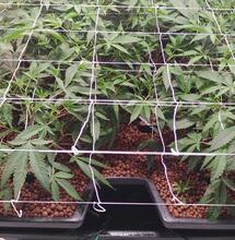 Una hidroponía que degrada minerales.