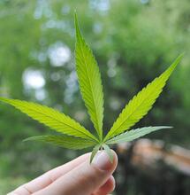 cannabis