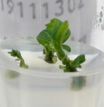 La poliploidizzazione come metodo potenziale per ottenere rese più elevate