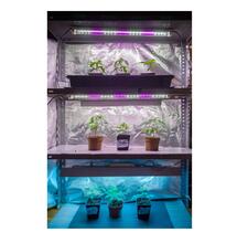 La utilización del LEDs como herramienta principal para el cultivo de Marihuana