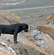 Dog Rescued After Eating Suspected Cannabis on Ben Nevis 