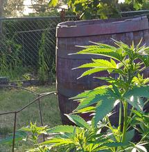 Lancer une culture de cannabis outdoors - 2ème partie